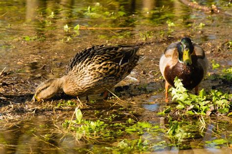 野鴨湖公園裡的春天景色如何